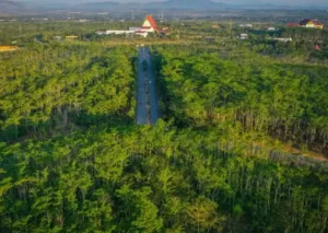 Read more about the article Inggris Gelontorkan Rp275 Miliar untuk Hutan Indonesia, Komitmen Diuji di Lapangan