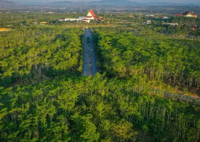 Read more about the article Inggris Gelontorkan Rp275 Miliar untuk Hutan Indonesia, Komitmen Diuji di Lapangan