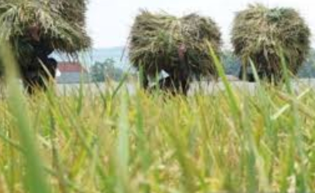 Read more about the article Ketahanan Pangan Dunia Hadapi Ancaman, Indonesia Harus Waspada